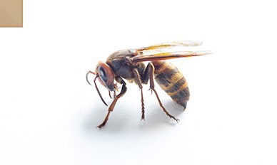 고농도봉침